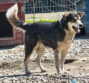 Fabio - ein ganz besonderer Hund