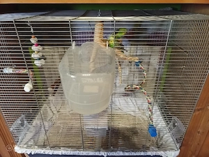 Wellensittich Pärchen mit Käfig 