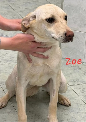 Zoe - liebevolle Junghündin möchte alles noch lernen 