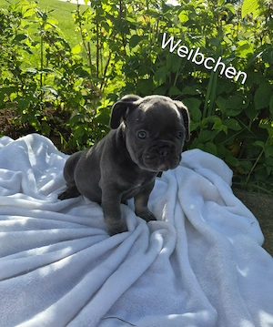 Französische bulldogge welpen
