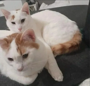 Katzenpaar Fred & Watson 