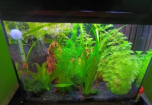 30 Liter Aquarium komplett 