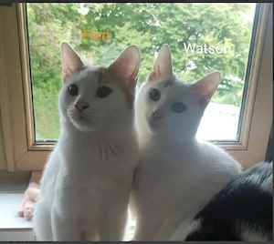 Katerpaar Fred & Watson