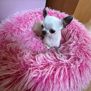 Chihuahua Hündin 1,4 kg