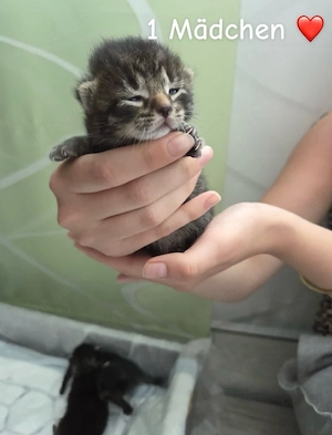     Liebevolle Babykatzen ab 12 Wochen abzugeben