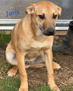 Joris - Junghund sucht ein Zuhause für den gemeinsamen Start