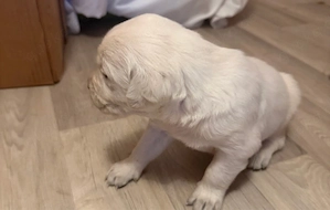 golden retriever welpen ab 20.6 