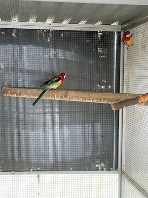 Prachtrosellas abzugeben 