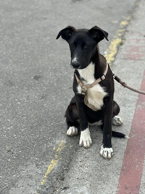 Woopy, wunderschönes Hundekind sucht zuverlässige Menschen