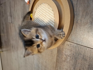 Bkh Kitten 