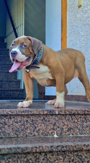 American Bully Welpe 