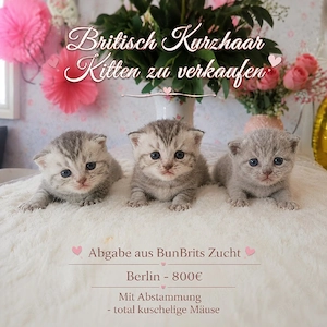 Kuschelige BKH Kitten (Reinrassig) mit Abstammung   Britisch Kurzhaar Kitten
