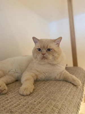 Wunderschöner British Kurzhaar Deckkater Creme Point mit eisblauen Augen