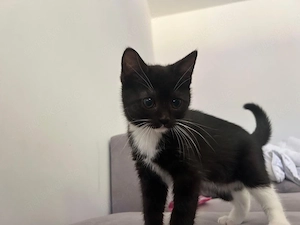 BKH Kitten