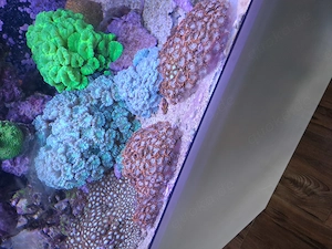 Meerwasser Aquarium Beckenauflösung 140x60x60 inklusive Unterschrank