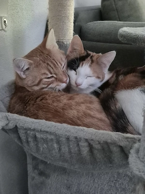 Liebesvolles Geschwisterpaar (1jahr) sucht Traumzuhause mit Freigang 