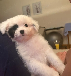 Mischling Welpe Spitz 
