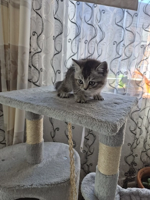 BKH  Kitten zu verkaufen 