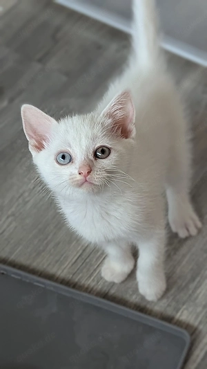 Bezaubernde BKH-Mix Kitten suchen Dosenöffner 