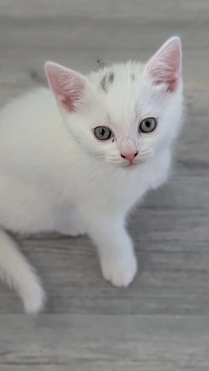 Bezaubernde BKH-Mix Kitten suchen Dosenöffner 
