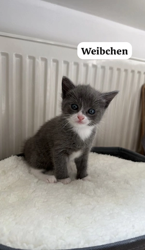 Ragdoll Mix Kitten - Nur noch 3 Verfügbar Bild 2