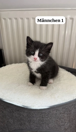Ragdoll Mix Kitten - Nur noch 3 Verfügbar Bild 3