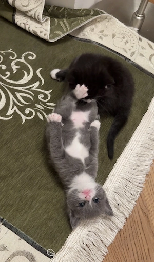 Ragdoll Mix Kitten - Nur noch 3 Verfügbar Bild 5