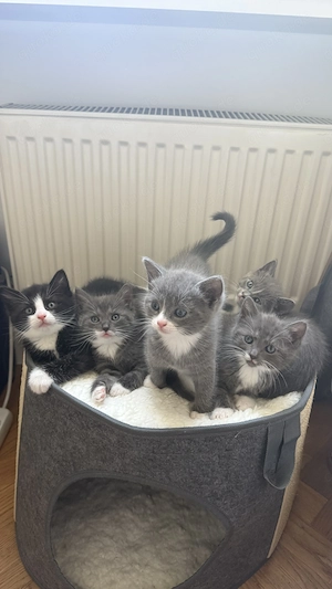 Ragdoll Mix Kitten - Nur noch 3 Verfügbar