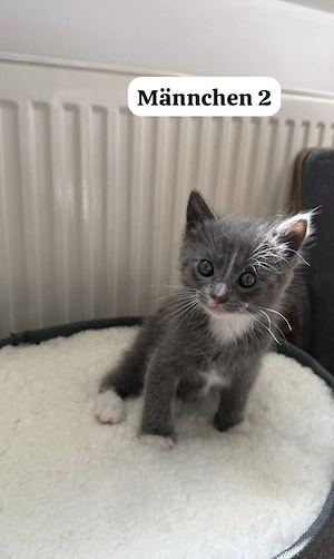 Ragdoll Mix Kitten - Nur noch 3 Verfügbar Bild 4