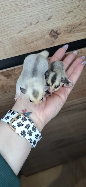 Sugar glider Whiteface weiblich Mozaik Männlich