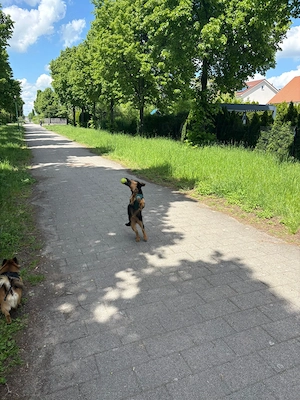 Schäferhund mischling
