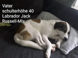Mischlingswelpen dürfen ausziehen ab 30.05