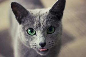 Russisch blau kitten 