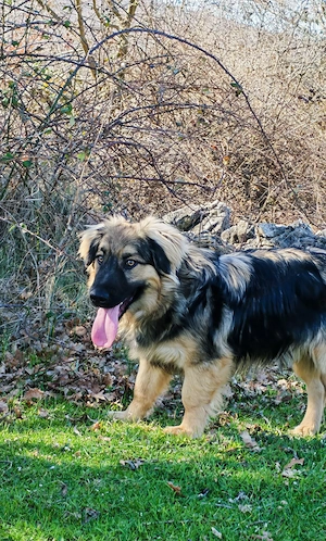 Mini Collie Schäferhund Mix Rüde 10Mon15kg32cm bundesweit ausreisebereit  Bild 7