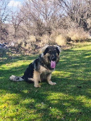 Mini Collie Schäferhund Mix Rüde 10Mon15kg32cm bundesweit ausreisebereit  Bild 9