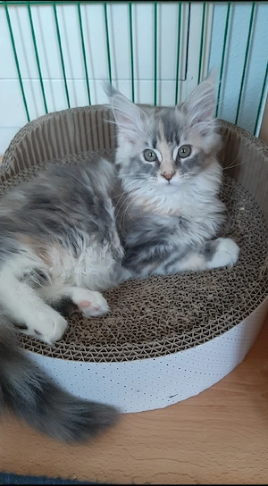 Maine Coon kitten Reinrassig 