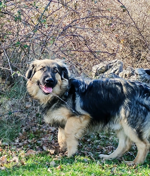 Mini Collie Schäferhund Mix Rüde 10Mon 15kg bundesweit ausreisebereit 
