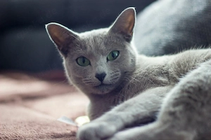 Russisch blau kitten 