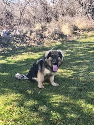Mini Collie Schäferhund Mix Rüde 10Mon15kg32cm bundesweit ausreisebereit  Bild 8