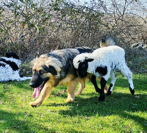 Mini Collie Schäferhund Mix Rüde 10Mon15kg32cm bundesweit ausreisebereit  Bild 5