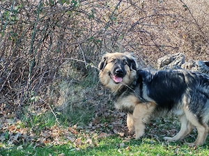 Mini Collie Schäferhund Mix Rüde 10Mon15kg32cm bundesweit ausreisebereit  Bild 6