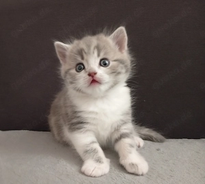 Katzenbabys BKH (2 sind noch frei)