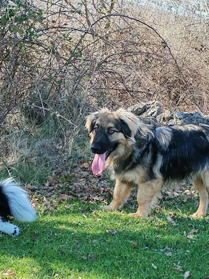 Mini Collie Schäferhund Mix Rüde 10Mon15kg32cm bundesweit ausreisebereit  Bild 4