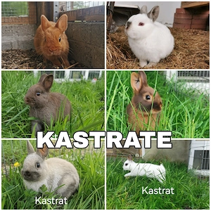 Farbenzwerg Kastrate abzugeben, Zwergkaninchen 
