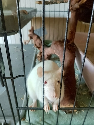 2 Farbratten weibchen