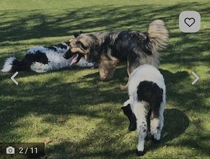 Mini Collie Schäferhund Mix Rüde 10Mon15kg32cm bundesweit ausreisebereit  Bild 1