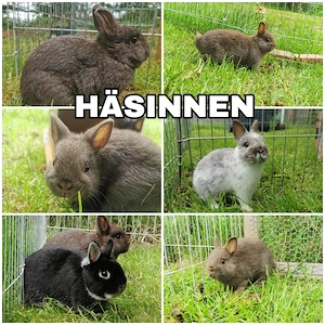 Farbenzwerg Häsinnen abzugeben, Zwergkaninchen 