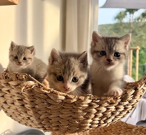 BKH Kitten (reinrassig) suchen liebevolles zu Hause