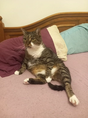 Herzenskatze Leni - Wer schenkt dieser Katzenomi noch einmal Liebe?