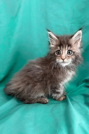 Wunderschönes 4 Monate und 2 Tage altes Maine-Coon-Kätzchen sucht ein liebevolles Zuhause   